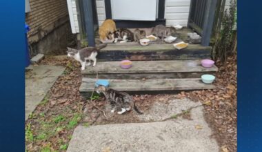 Multiple shelters care for cats removed from Pittsburgh home