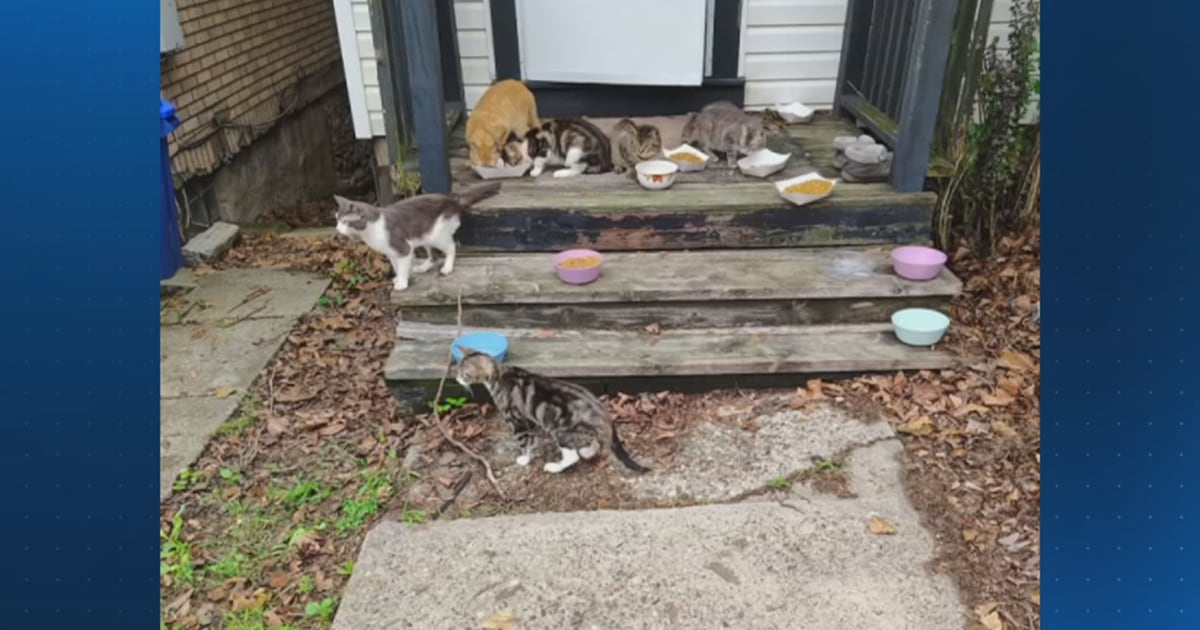 Multiple shelters care for cats removed from Pittsburgh home