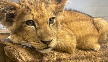 Pittsburgh Zoo receives more than 1K name submissions for lion cub; here’s when it will be revealed – WPXI