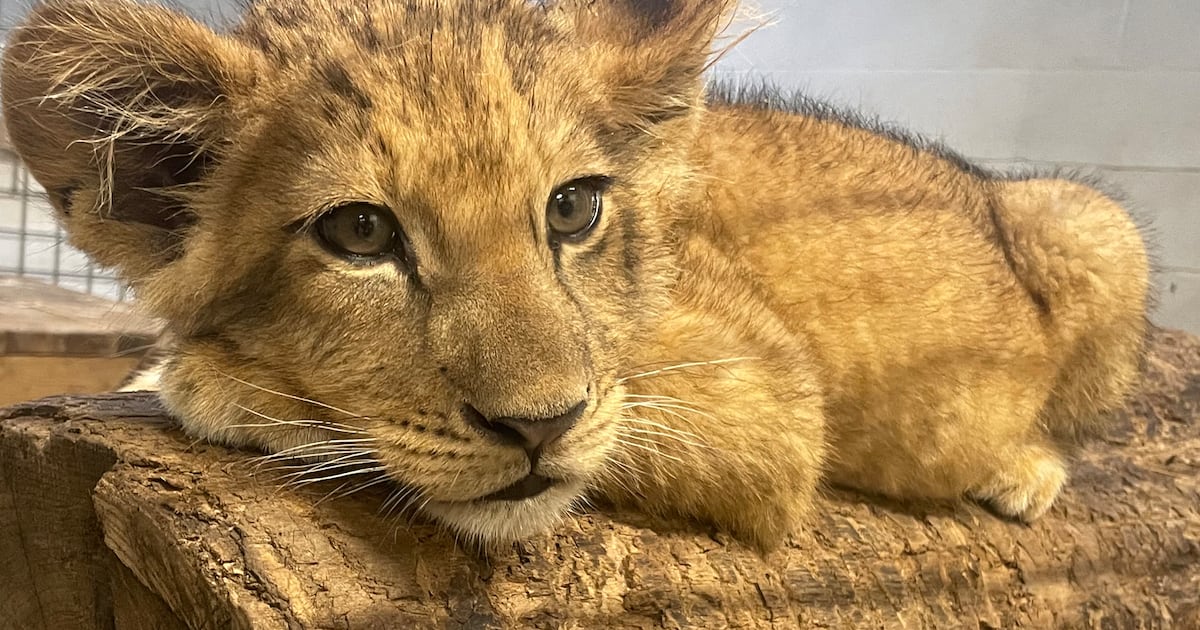 Pittsburgh Zoo receives more than 1K name submissions for lion cub; here’s when it will be revealed – WPXI