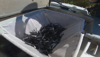 Thousands of blue catfish to be stocked into Ohio River in Pennsylvania