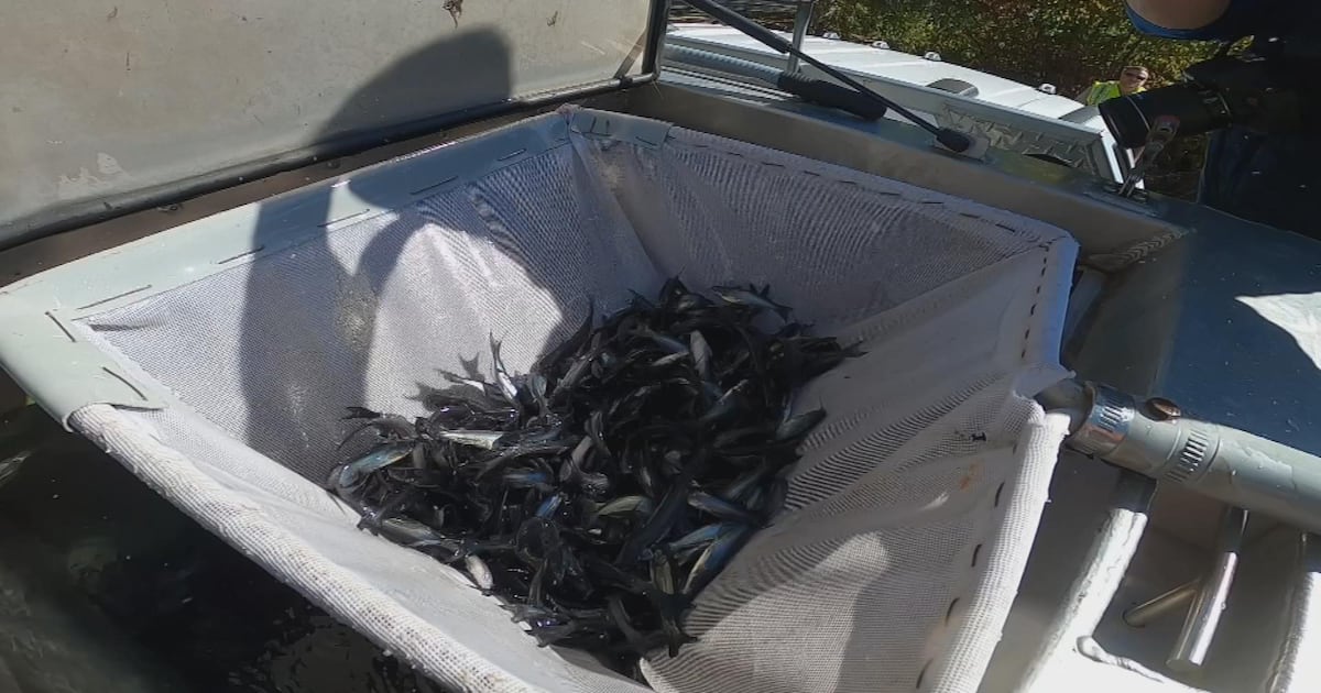 Thousands of blue catfish to be stocked into Ohio River in Pennsylvania