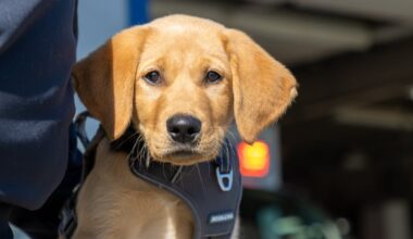 Local department recruits new K-9 to sniff out stress, combat first responder PTSD