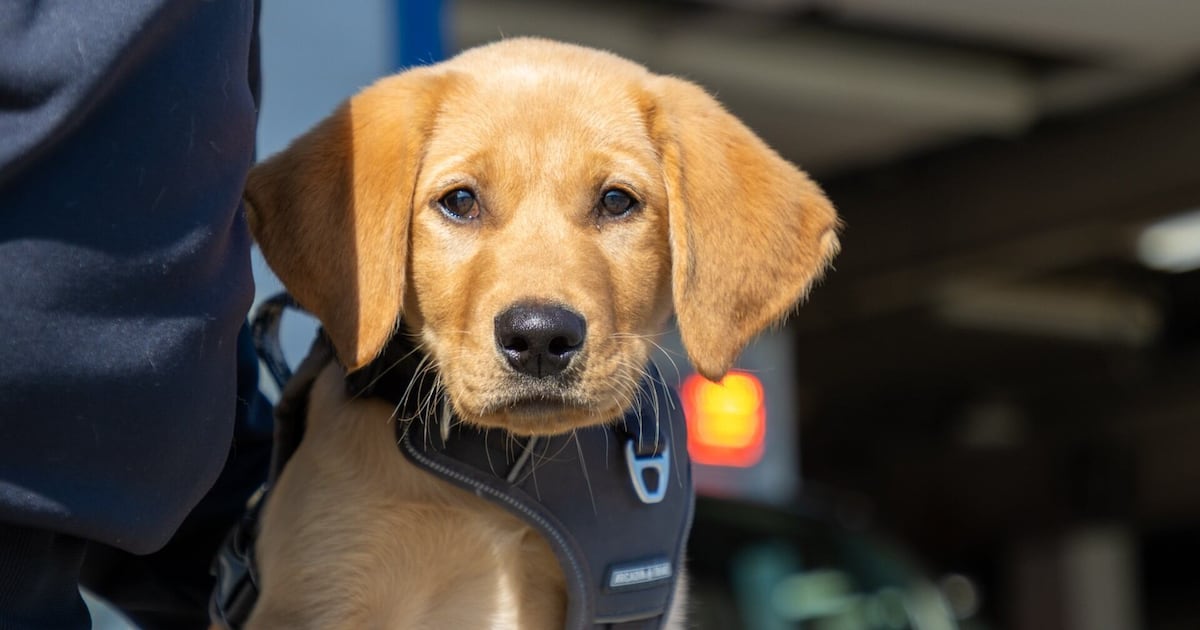 Local department recruits new K-9 to sniff out stress, combat first responder PTSD
