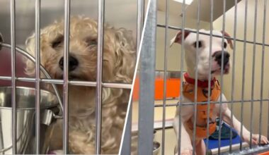 ACCT Philly at capacity, urgently needs fosters and adopters – NBC10 Philadelphia