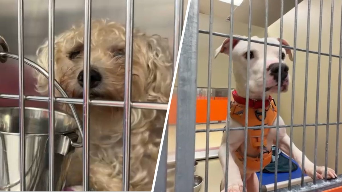 ACCT Philly at capacity, urgently needs fosters and adopters – NBC10 Philadelphia