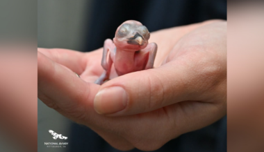 How 4 chicks at the National Aviary are helping bring nearly extinct birds back to the wild