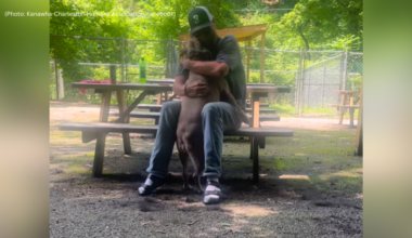 Watch the emotional moment a dog whose owner died in a crash is reunited with his family