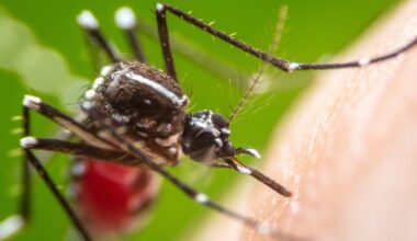 Mosquito Spraying Planned Tuesday In Bensalem Township