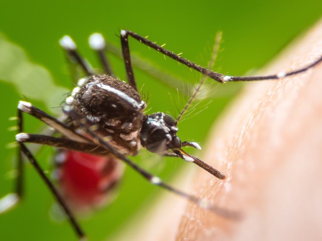 Mosquito Spraying Planned Tuesday In Bensalem Township