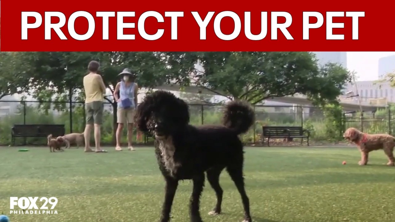 What Philly pet owners should do during unhealthy air quality