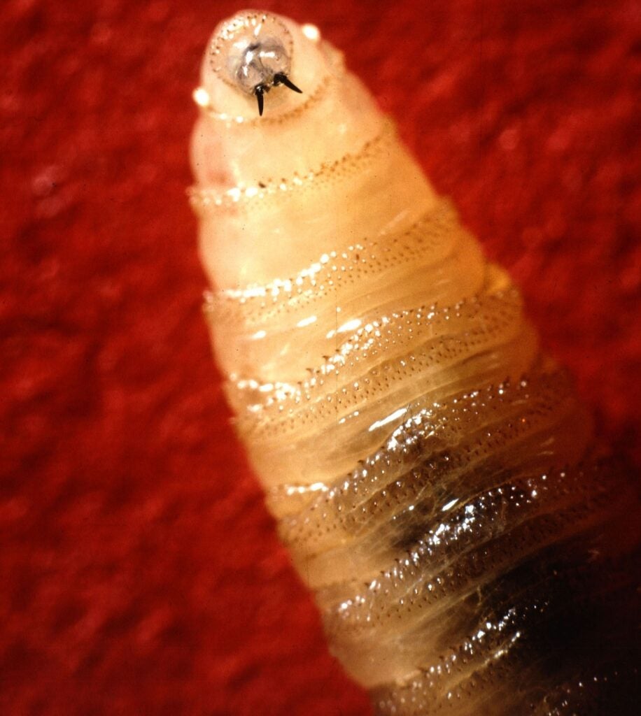 A close-up of a New World screwworm maggot