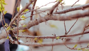 Philly’s new Tree Coalition is leading the street tree-planting movement – and cooling neighborhoods in the process