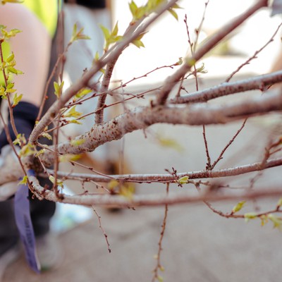 Philly’s new Tree Coalition is leading the street tree-planting movement – and cooling neighborhoods in the process