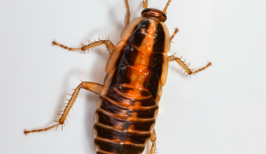 Roach races return to the Academy of Natural Sciences during Bug Fest