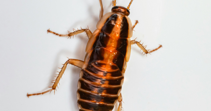 Roach races return to the Academy of Natural Sciences during Bug Fest