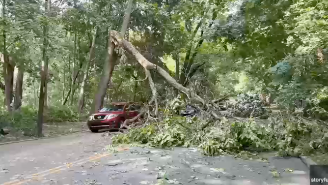Vehicles cross under downed tree