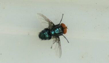 New World screwworm fly: PA takes preventative action