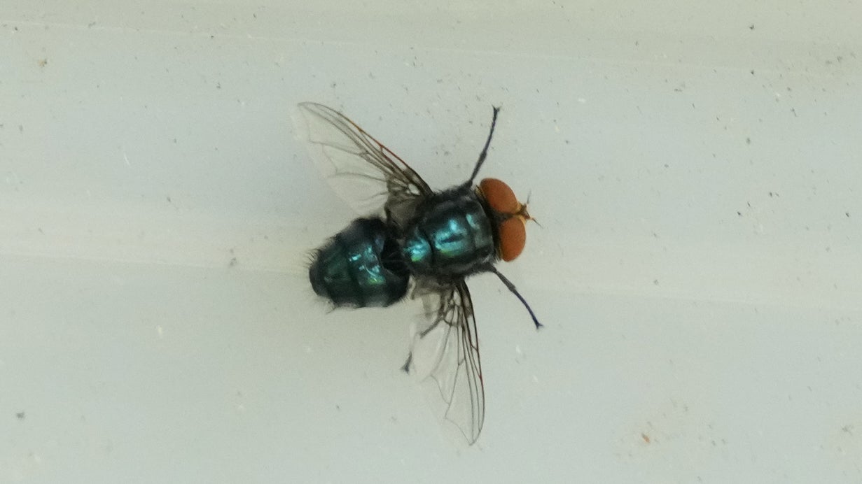 New World screwworm fly: PA takes preventative action