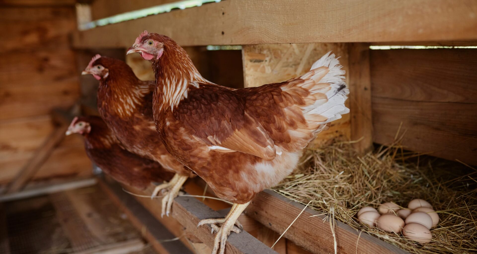 On Split Vote, First Reading of Urban Chicken Ordinance in Charles City Advances – KCHA News