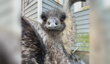 Emu chased down street, mauled to death by 2 dogs in McKeesport, family says