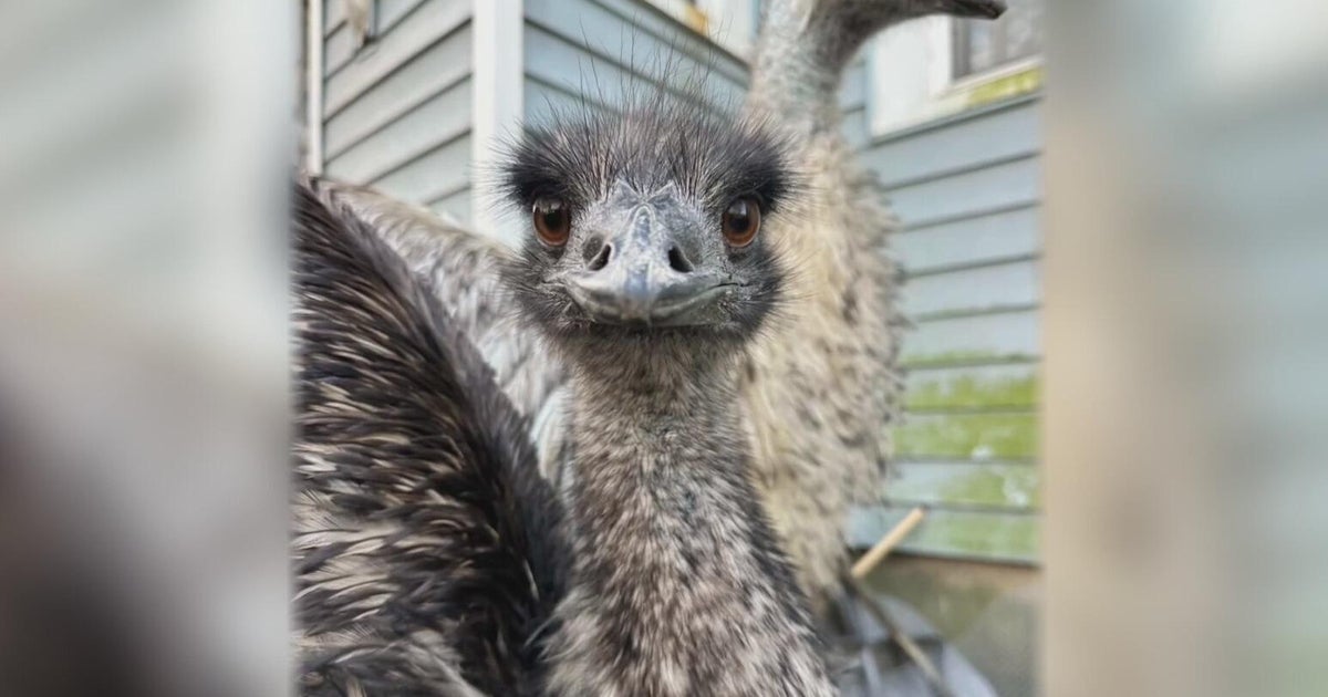 Emu chased down street, mauled to death by 2 dogs in McKeesport, family says