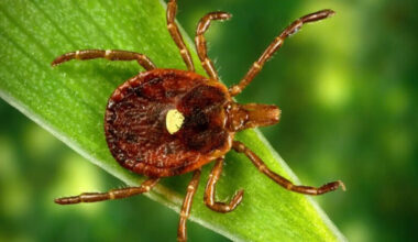 Tick bites are surging in Pennsylvania and across the US this year | News, Sports, Jobs