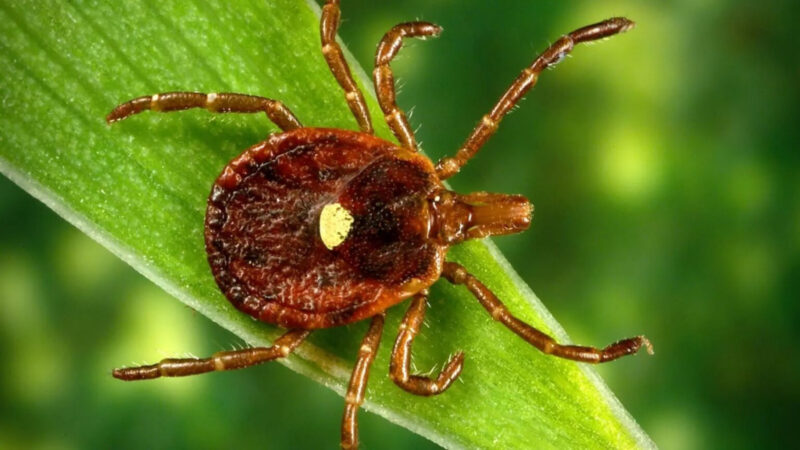 Tick bites are surging in Pennsylvania and across the US this year | News, Sports, Jobs