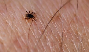 Tick season in Pennsylvania and N.J. comes with new concern over rare but dangerous tick-borne illness