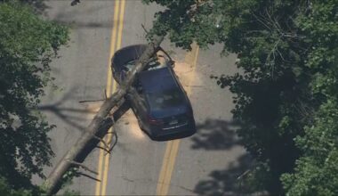 2 adults, 1 girl hurt after large tree falls onto car in Pa. – NBC10 Philadelphia