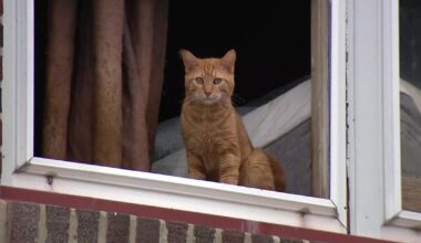38 cats removed from Philly home were 2 kids were rescued from deplorable conditions
