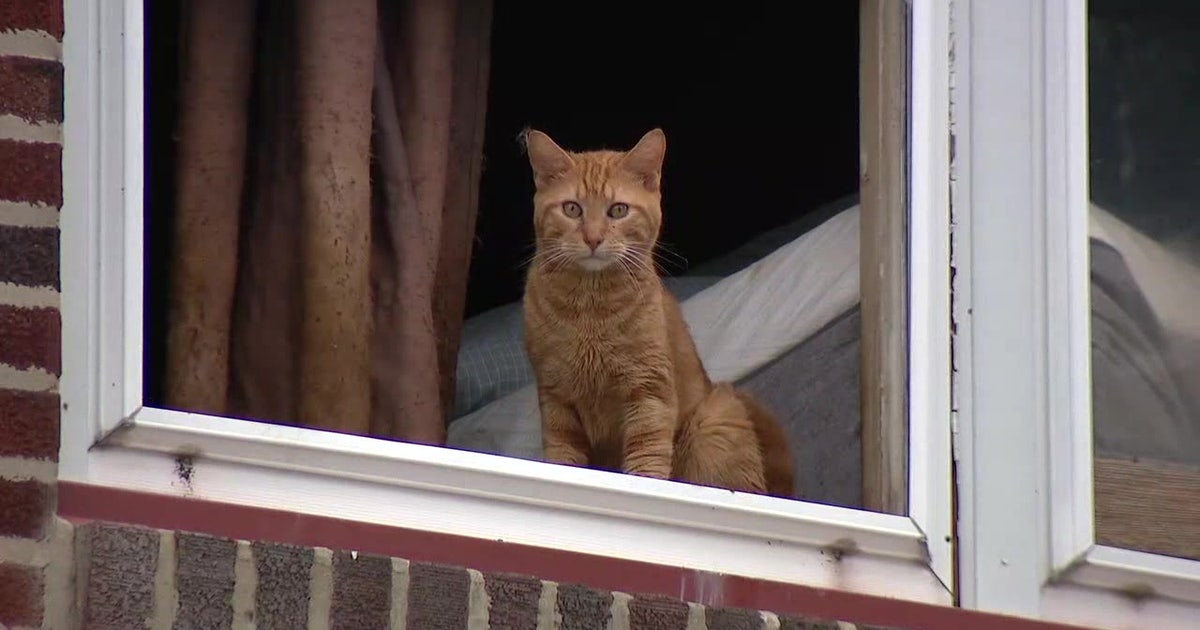 38 cats removed from Philly home were 2 kids were rescued from deplorable conditions
