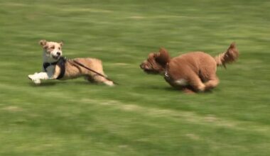 Philadelphia vet urges pet owners to limit outdoor time during poor air quality