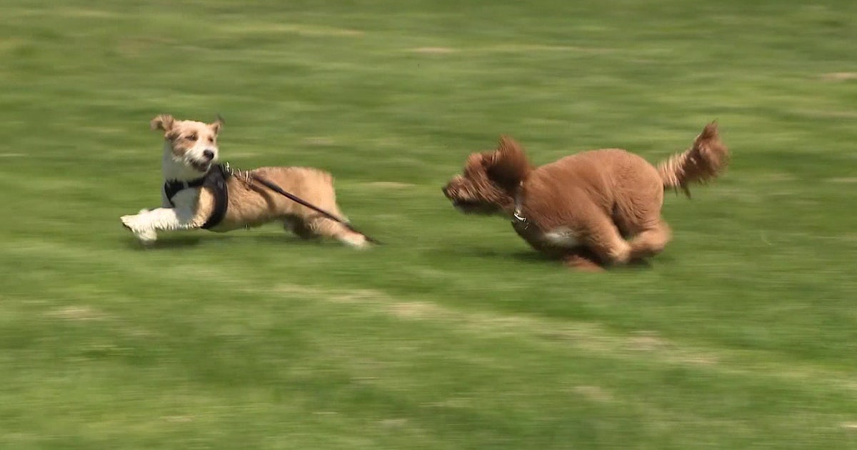 Philadelphia vet urges pet owners to limit outdoor time during poor air quality