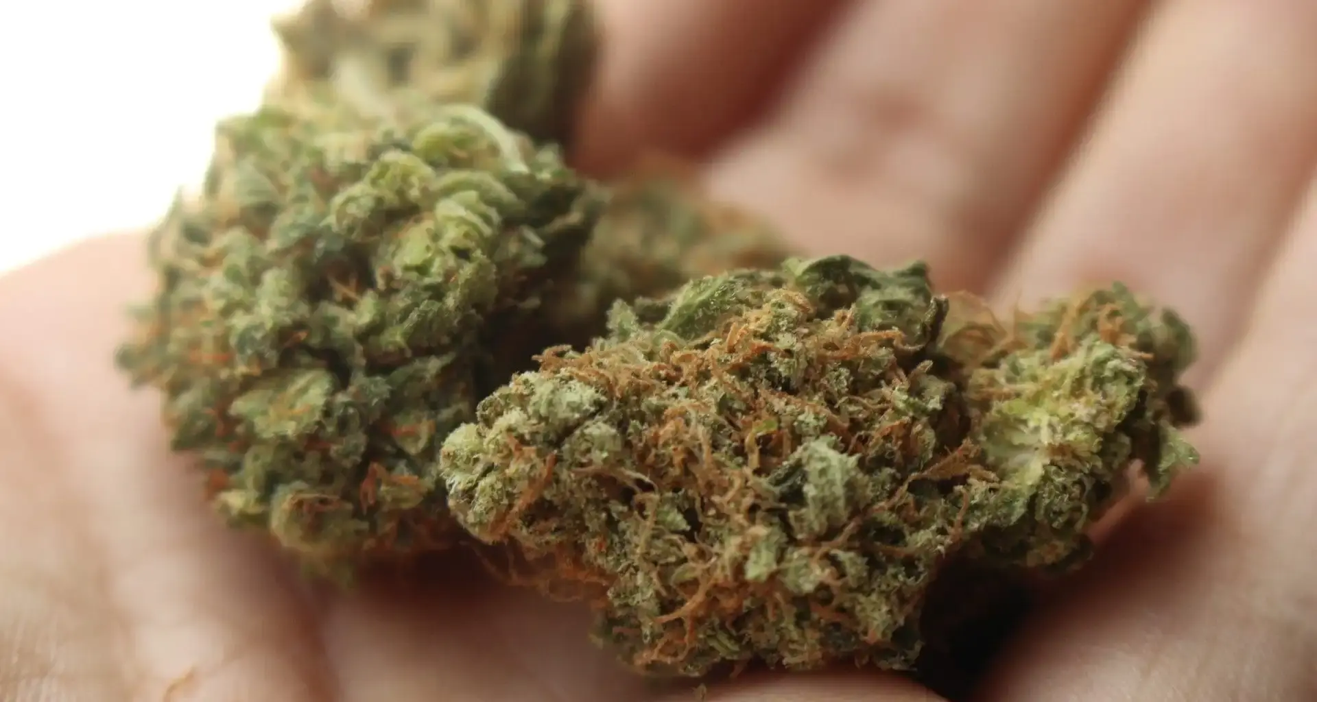 New Pennsylvania Bill Would Award Medical Marijuana Licenses To Small, Diverse and Disadvantaged Businesses