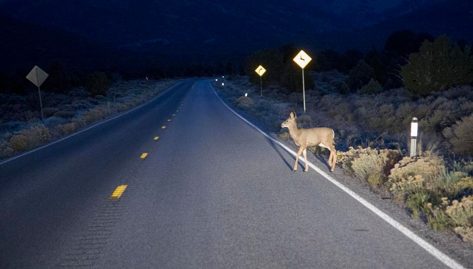 Deer in headlights