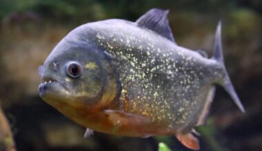 Boy Near Philadelphia Catches a Surprising Fish
