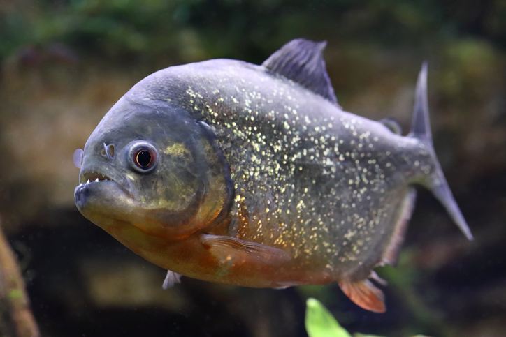 Boy Near Philadelphia Catches a Surprising Fish