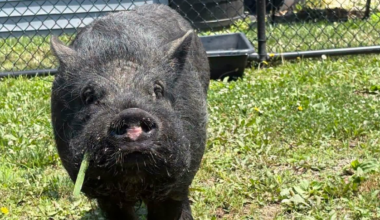 Lost pig found wandering in Delaware finds forever home – NBC10 Philadelphia