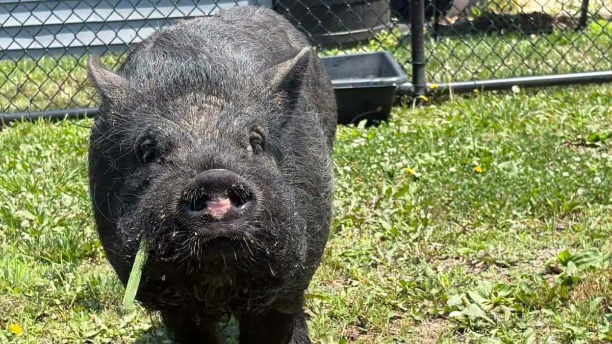 Lost pig found wandering in Delaware finds forever home – NBC10 Philadelphia