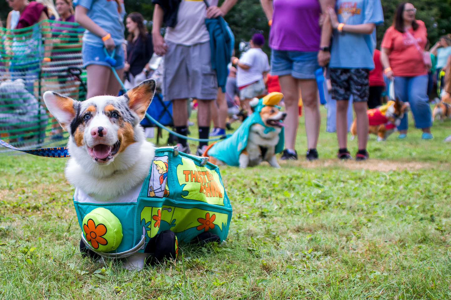 Low and Behold: Corgi Fest Returns for Seventh Year to Frontier Park