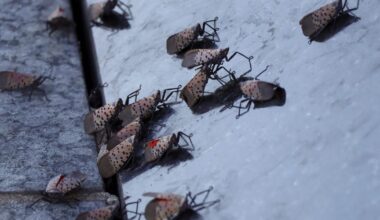 Why spotted lanternflies remain a threat to Pennsylvania’s trees, crops and economy