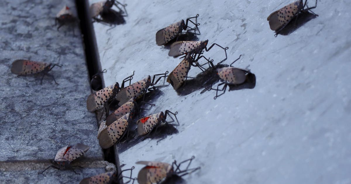 Why spotted lanternflies remain a threat to Pennsylvania’s trees, crops and economy