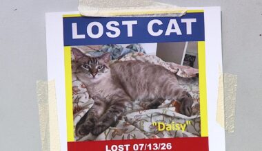 Search for missing emotional support cat continues at Philadelphia International Airport