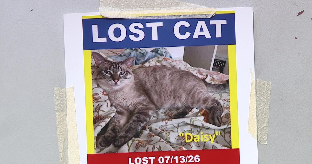 Search for missing emotional support cat continues at Philadelphia International Airport