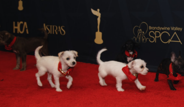 More than 60 shelter dogs to get a second chance in Pa. after flight from Calif.