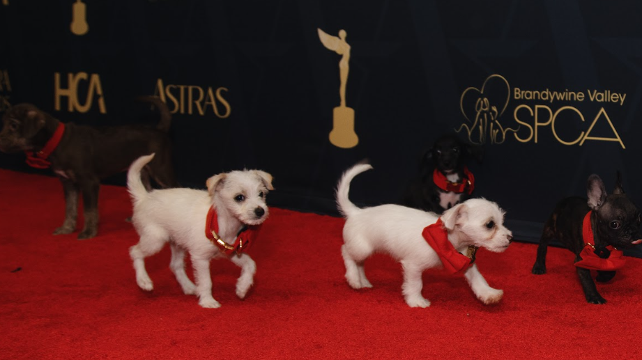 More than 60 shelter dogs to get a second chance in Pa. after flight from Calif.