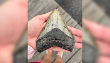 Pennsylvania family makes prehistoric discovery while searching for seashells on the Jersey Shore