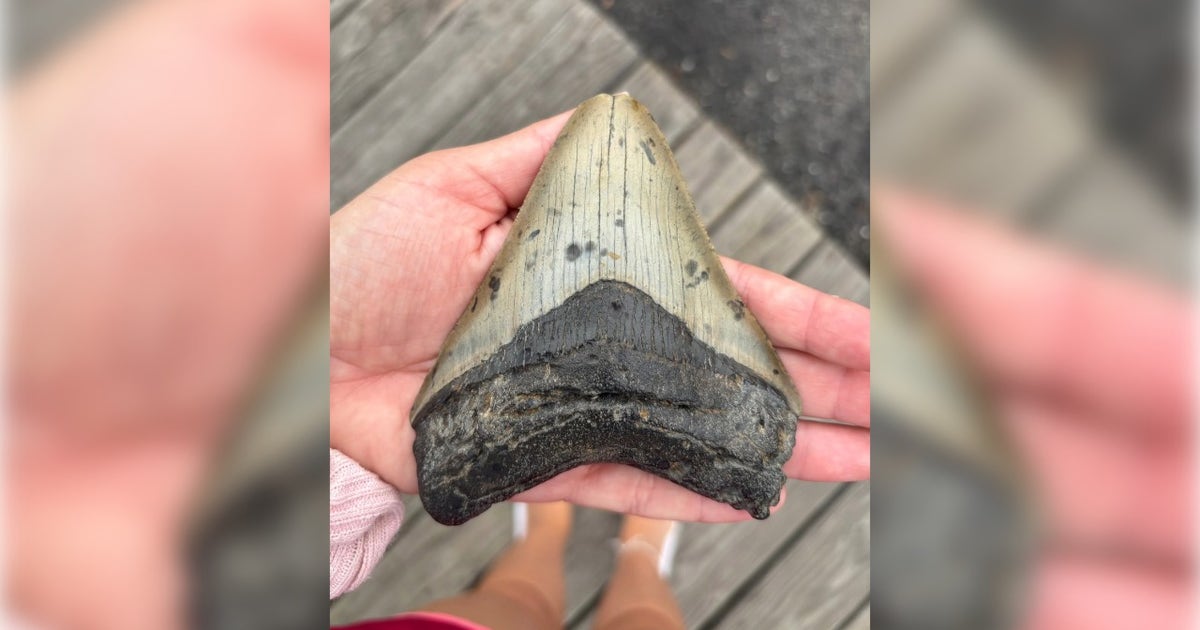 Pennsylvania family makes prehistoric discovery while searching for seashells on the Jersey Shore