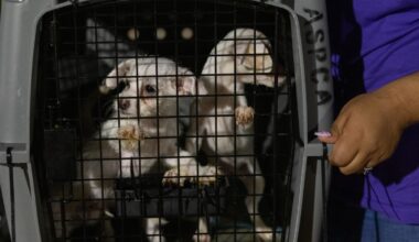 Over 60 shelter dogs flown to Pennsylvania in lifesaving rescue – NBC10 Philadelphia